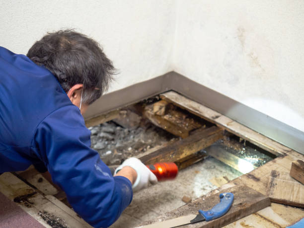 Best Mold Testing  in Desert Palms, CA