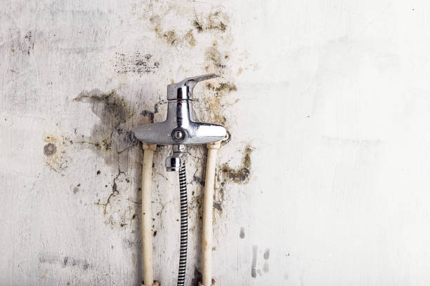 Best Best Mold Removal Companies  in Desert Palms, CA