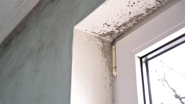 Best Office Mold Removal Services  in Desert Palms, CA