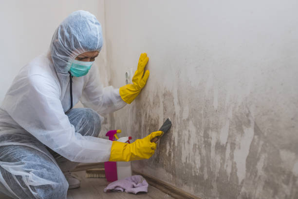 Best Mold Remediation Services  in Desert Palms, CA