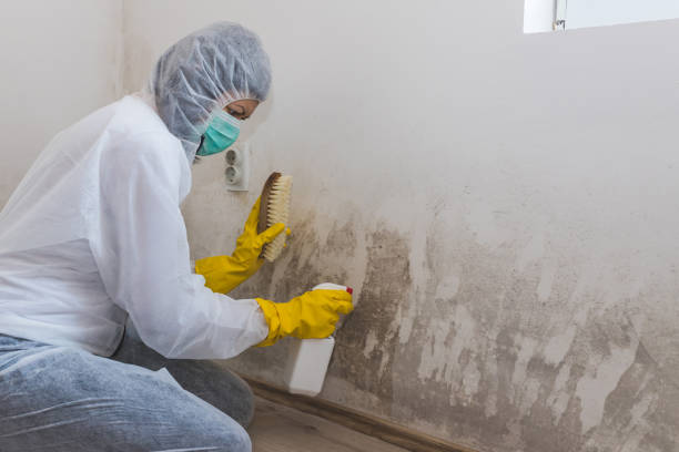 Best Mold Remediation  in Desert Palms, CA