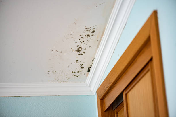 Best Local Mold Removal Service  in Desert Palms, CA