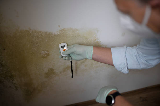 Best Emergency Mold Removal  in Desert Palms, CA