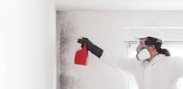 Best Toxic Mold Removal  in Desert Palms, CA