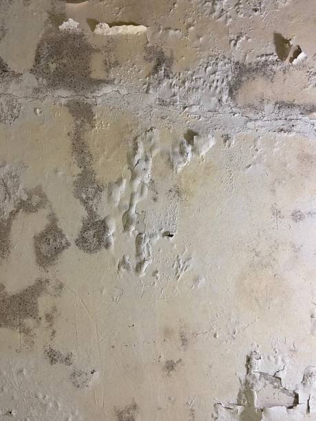 Best Mold Removal Near Me  in Desert Palms, CA