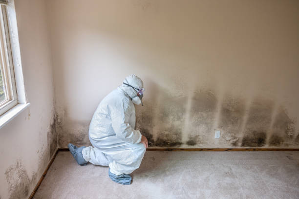 Best Attic Mold Removal  in Desert Palms, CA