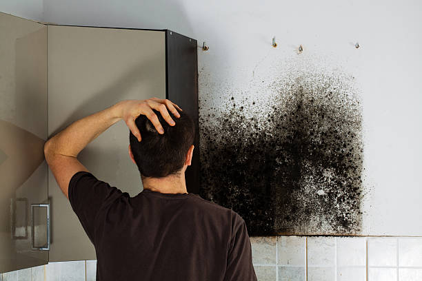 Certified Mold Removal in Desert Palms, CA