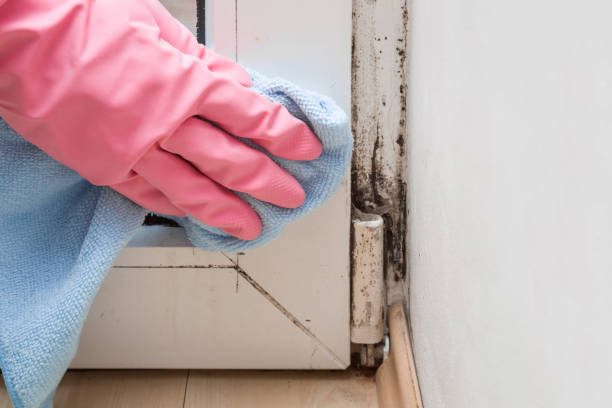 Best Crawl Space Mold Removal  in Desert Palms, CA